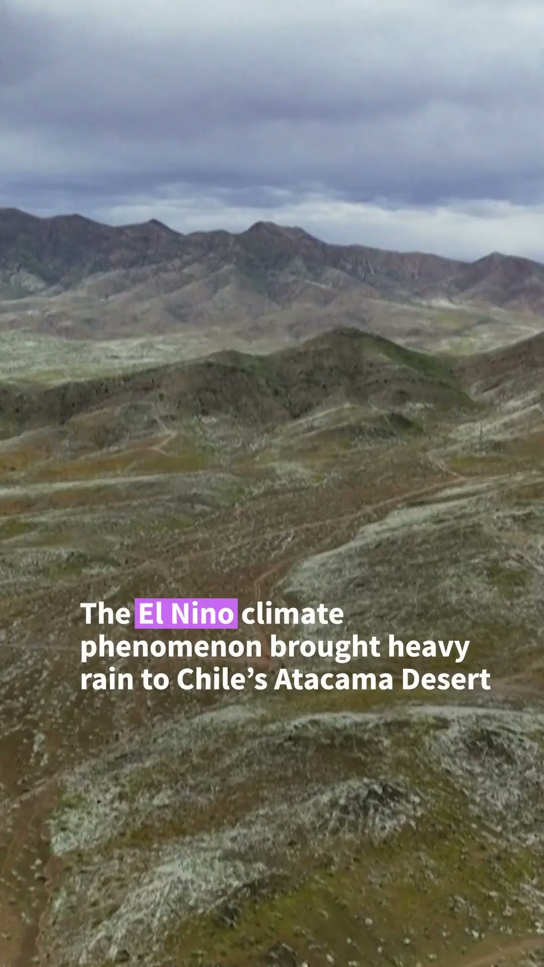 Chile's Atacama Desert blossoms with life after El Nino rains | AFP