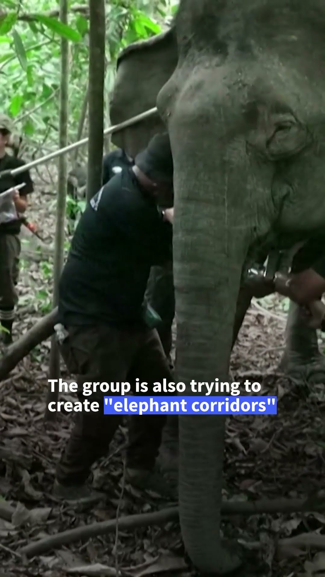 Malaysia's 'elephant whisperer' fights to save Borneo's endangered giants