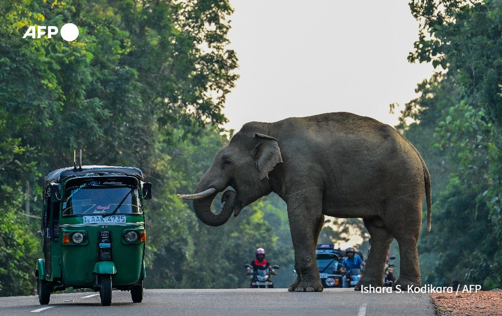 A rickshaw drives past a wild elephant crossing a road