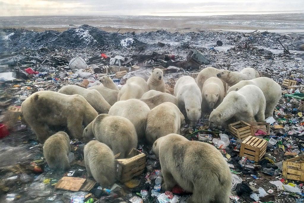 Ursos polares se alimentam em um depósito de lixo perto da aldeia de Belushya Guba, no remoto arquipélago de Novaya Zemlya, ao norte da Rússia. Alexander GRIR/AFP