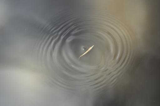 A tropical garfish fry adapts to its natural habitat after being released from captivity in Guatemala — Johan ORDONEZ / AFP