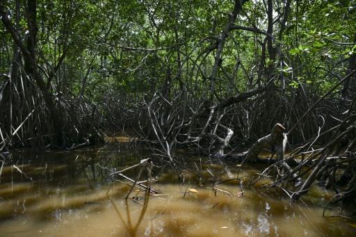 A mangrove forest surrounds a lagoon where conservationists released baby tropical gar to try stimulate the local population of the carnivorous fish — Johan ORDONEZ / AFP