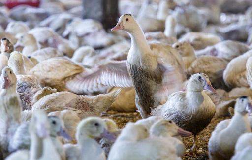 In Washington's political cauldron, a fight over foie gras