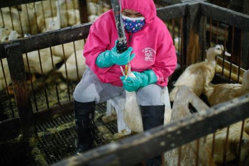 An employee feeds a duck at Hudson Valley Foie Gras in Ferndale, New York, on March 3, 2023, one of the two commercial producers of foie gras in the US who dispute claims of animal cruelty — KENA BETANCUR / AFP
