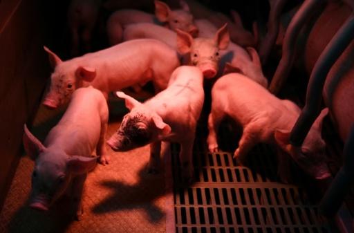 Stallbrand in Niedersachsen: 120 Schweine verenden
