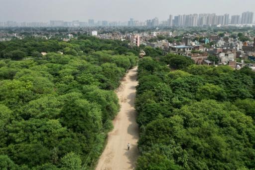 Peepal Baba's trust estimates it has restored vegetation across more than 270,000 hectares — Arun SANKAR / AFP