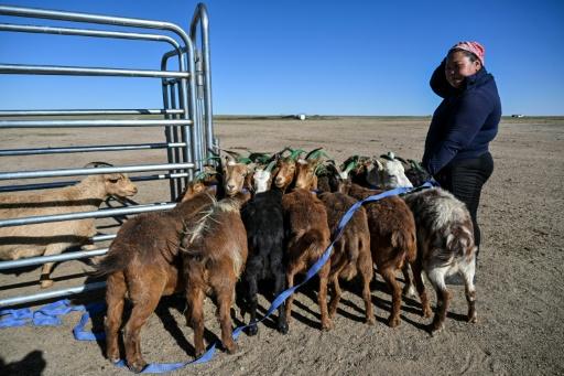Mongolian herders enlist new tech against harsher, drier climate