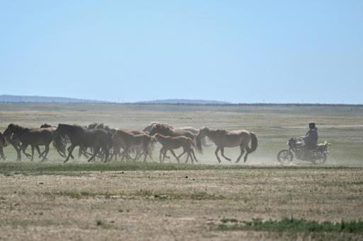 Herder Tuvshinjargal on a motorcycle (R) tends to his horses in a field in Bayantal, Mongolia's Govisumber province — Hector RETAMAL / AFP