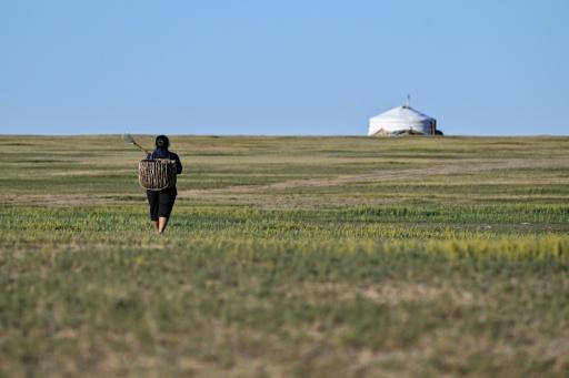 Sheep herder Ganchimeg walks towards her traditional ger tent in Bayantal, Mongolia's Govisumber province — Hector RETAMAL / AFP