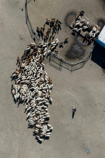 Herder Ganchimeg (R) walks towards her flock of sheep in Bayantal, Mongolia's Govisumber province — Hector RETAMAL / AFP
