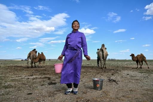 Livestock herder Bolormaa Erdenee looks on after milking a camel in the Gobi Desert on the outskirts of Choyr, Mongolia's Govisumber province — Hector RETAMAL / AFP