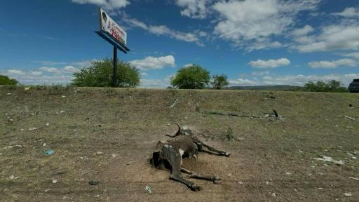 Maíz seco, vacas raquíticas: la sequía de El Niño arrasa Centroamérica