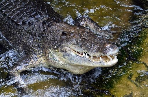 Olympia in Australien: Rudern im Krokodil-Fluss