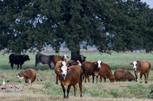 Vaches à Riesel, Texas, le 12 septembre 2026 — RONALDO SCHEMIDT / AFP