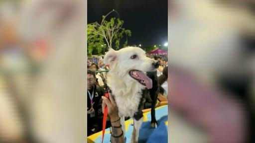 تمثال يخلّد كلب إنقاذ فنزويلي بعد الزلازل