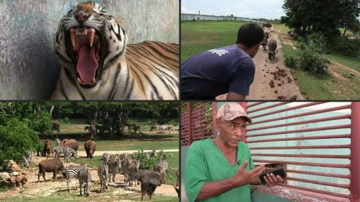 Entre apagones y escasez, el Zoológico Nacional de Cuba lucha por preservar especies