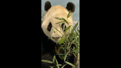 US zoo shows giant panda sent from China