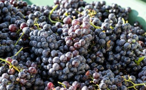 Aus Rotweinfass verschwunden: Unbekannte stehlen tausende Liter Maische von Weingut