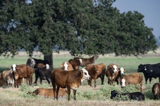 Trump's beef policies irk Texas ranchers, testing their loyalty