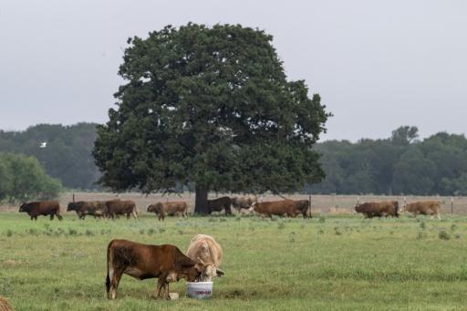 Ranchers in Texas are upset that President Trump's administration has halted live-cattle imports from Mexico — RONALDO SCHEMIDT / AFP