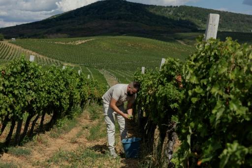 Ukraine winemakers defy war to make a splash at home