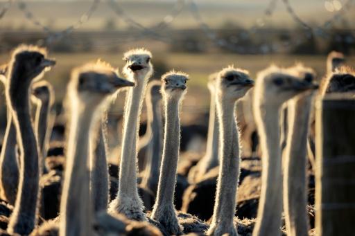 South African ostriches plucked alive for luxury fashion: report