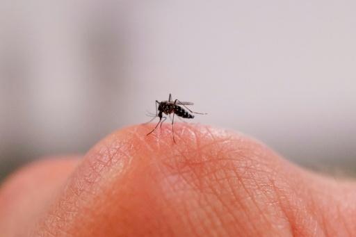 Flugverbot für Tigermücken: Französischer Bürgermeister greift durch