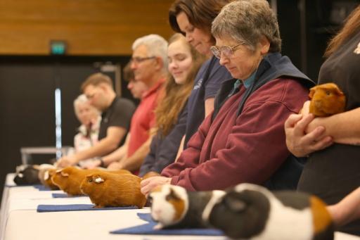 Cavy chaos: Hundreds attend New Zealand's biggest guinea pig show