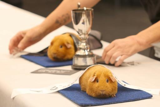 A prize-winning guinea pig is draped with a winner's ribbon — Ben STRANG / AFP