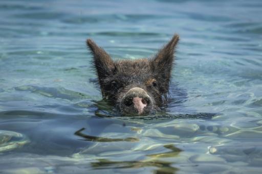 Un cochon méditerranéen noir nage sur une plage de l'île privée d'Atokos, en mer Ionienne, en Grèce, le 10 septembre 2026 — Aris MESSINIS / AFP