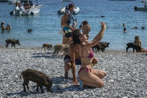 Des porcs noirs méditerranéens parmi les touristes sur une plage de l'île privée d'Atokos, dans la mer Ionienne, en Grèce, le 10 septembre 2026 — Aris MESSINIS / AFP