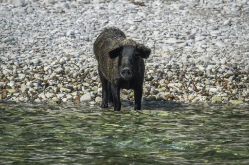 Un cochon noir méditerranéen nage sur une plage de l’île privée d’Atokos, dans la mer Ionienne, en Grèce, le 10 septembre 2026 — Aris MESSINIS / AFP