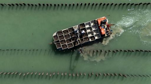 Photographie aérienne montrant des mytiliculteurs qui travaillent entre des pieux à moules dans la Manche, au sein de l'exploitation Maine père & fils, au large de Bricqueville-sur-Mer, le 13 septembre 2026 — Guillaume SALIGOT / AFP