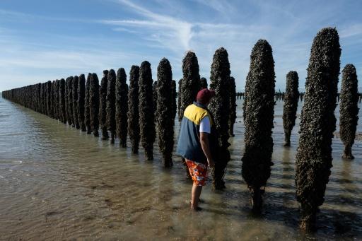 Le mytiliculteur Loïc Maine inspecte un pieu à moules dans l'exploitation Maine père & fils, au large de Bricqueville-sur-Mer, dans la Manche, le 13 septembre 2026 — Guillaume SALIGOT / AFP