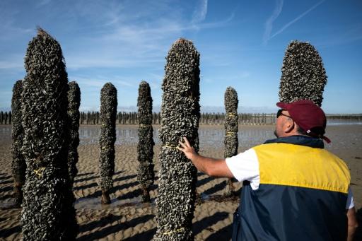 Le mytiliculteur Loïc Maine inspecte un pieu à moules dans l'exploitation Maine père & fils, au large de Bricqueville-sur-Mer, dans la Manche, le 13 septembre 2026 — Guillaume SALIGOT / AFP