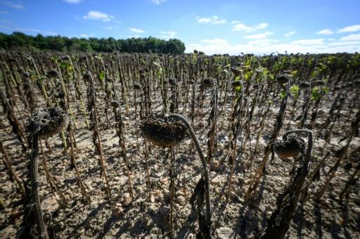 La France s'apprête à entrer dans l'automne avec un temps sec et chaud, selon Météo-France