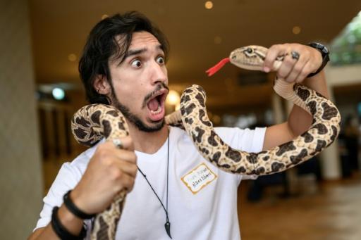 Estudo brasileiro que desafia serpentes e mictórios antirrespingo estão entre vencedores do Ig Nobel