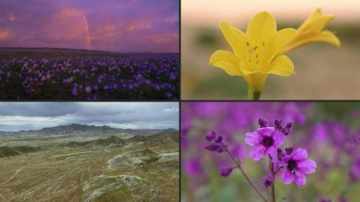 Deserto do Atacama floresce após chuvas intensas provocadas pelo El Niño