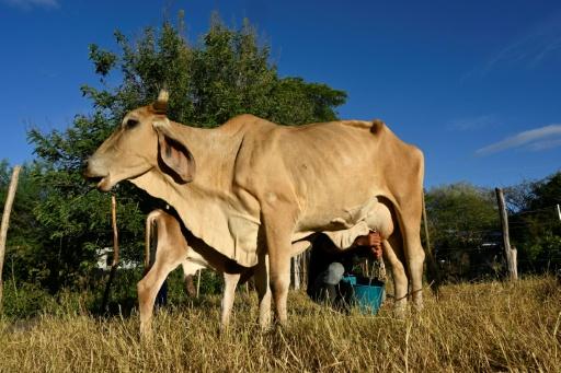 Maíz seco, vacas raquíticas: la sequía de El Niño arrasa Centroamérica