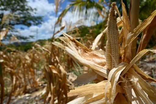 Cultivos de maíz secos en la aldea de Los Piches, en San Lorenzo, departamento de Valle, Honduras, el 4 de septiembre de 2026. — Orlando SIERRA / AFP