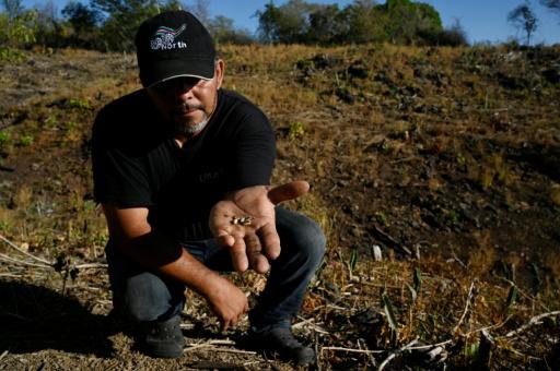 Francisco Molina muestra granos de maíz que no germinaron en la aldea de Los Piches, en San Lorenzo, departamento de Valle, Honduras, el 4 de septiembre de 2026. — Orlando SIERRA / AFP