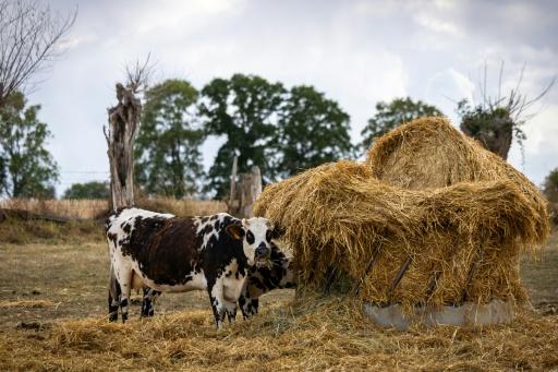 Les agriculteurs ont déjà dû puiser dans leurs fourrages pour nourrir les bêtes dès  la fin de l'été, pour compenser le manque d'herbe, à Heudreville-en-Lieuvin (Eure), le 21 août 2026 — JOEL SAGET / AFP