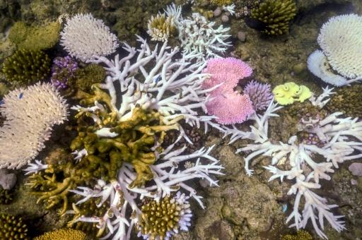 Du corail blanchi ou mort près de l'île Lizard, sur la Grande barrière de corail, en Australie, le 5 avril 2024 — DAVID GRAY / AFP
