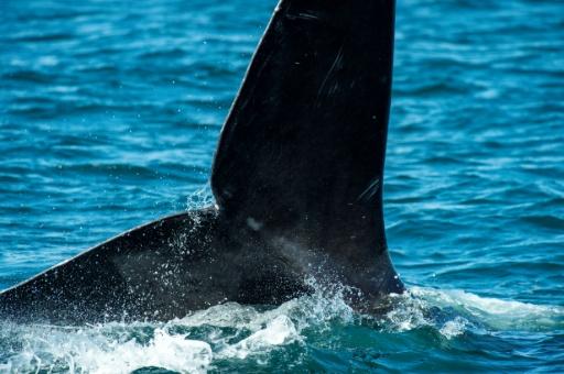 Governo Trump elimina proteção crucial para espécies ameaçadas de extinção