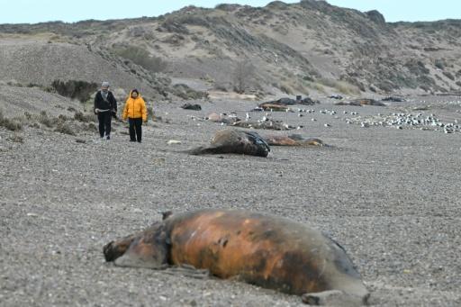 Bacteria suspected in deaths of hundreds of baby whales off Argentina