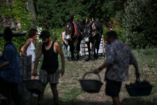 Sur le plateau prisé de Saint-Émilion, un domaine multiséculaire à "contre-courant"