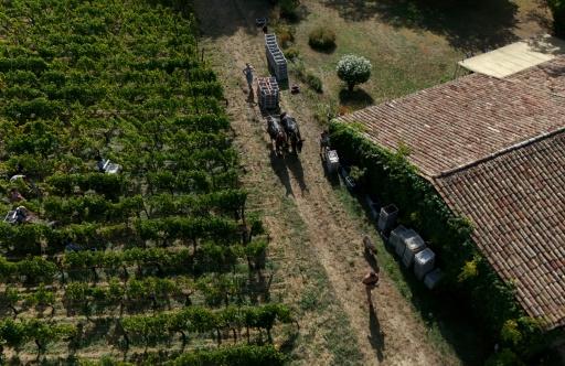 Vue aérienne sur le domaine viticole du Château Coutet, à Saint-Emilion, en Gironde, le 7 septembre 2026 — Christophe ARCHAMBAULT / AFP