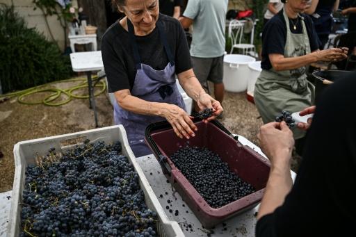 Des employés trient les grapes de raisin à la main pendant les vendanges au Château Coutet à Saint-Emilion, en Gironde, le 7 septembre 2026 — Christophe ARCHAMBAULT / AFP