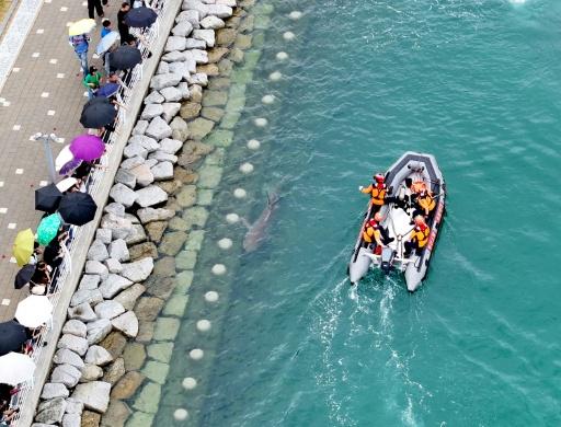 While authorities wonder what to do next, the 3.5-metre (11.5-foot) visitor and the crowds it has drawn have provided an unexpected boon to the local economy — - / AFP