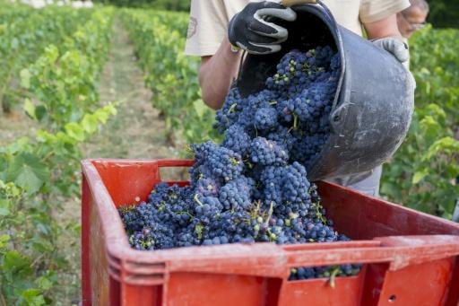 Francia prevé una cosecha de champán que puede superar el 13% de alcohol